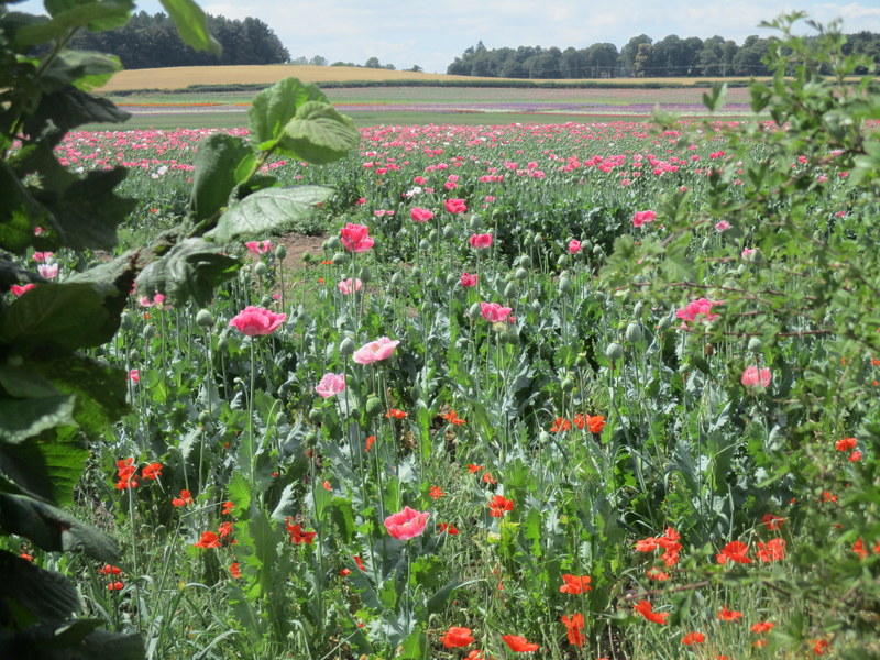 farm flowers2